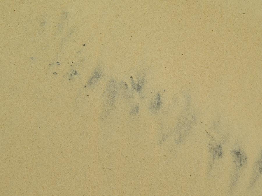 Dark-colored heavy minerals are partly clearly visible in Vietnamese coastal sand. Image: Conrad Dorer